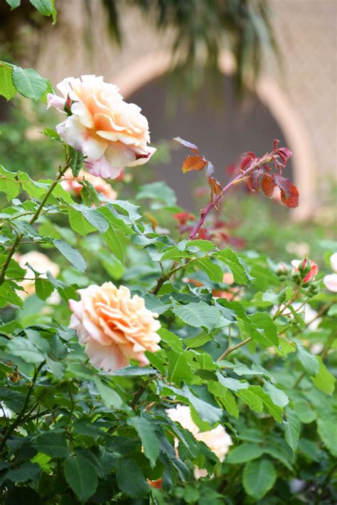 Fond Décran La Nature Allemagne Rose Fleur Leurope Berlin De