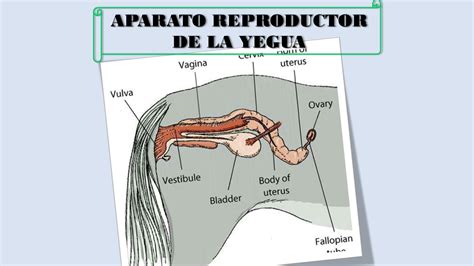 Solution Aparato Reproductor De La Yegua Studypool