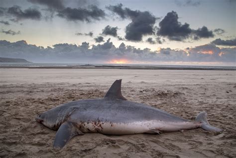 Huge 10ft Shark Washes Up On Beach In Wales Aol Uk Travel