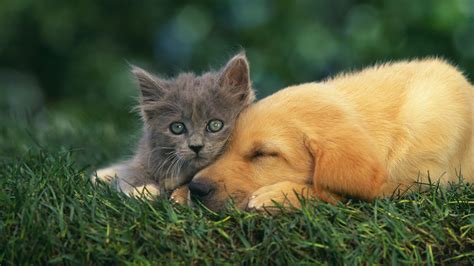 Animals Cat And Puppy Image Dogs And Cats On Grass 1920x1080