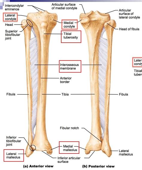 Fibula And Tibia Anatomy Anatomy