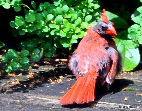 Dsc0426 Bald Male ~ Northern Cardinal ~ Cardinalis Cardin Flickr