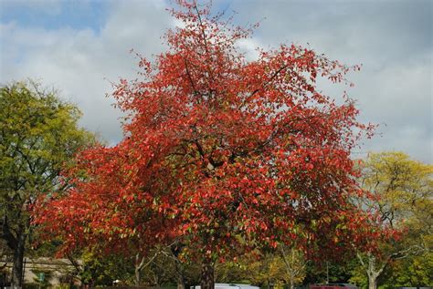 Photo Of The Fall Color Of Black Gum Nyssa Sylvatica Posted By Ilparw