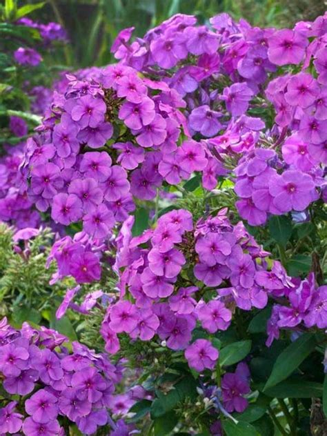 Phlox Flame™ Purple Bluestone Perennials Garden Phlox Purple