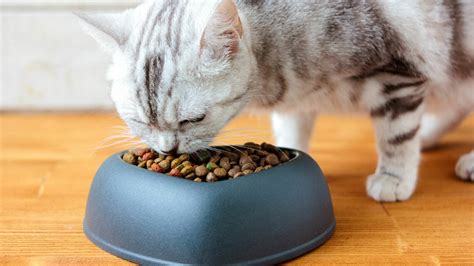 Top 5 Cat Foods For Your Feline Friends Smart Health Bay The Key To
