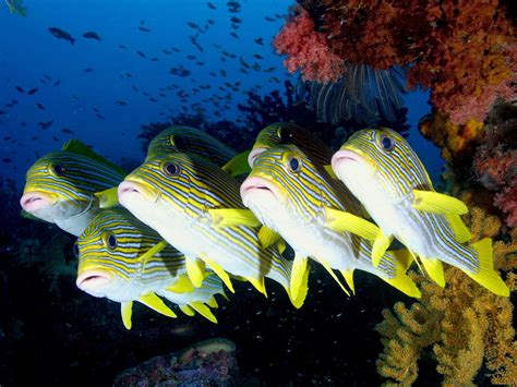 In this article, we also have variety of. Top 27 Sea Animals Wallpapers IN HD