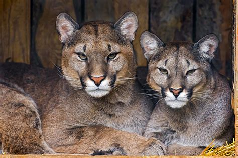 Me & karen feeding baby pumas. Foto Puma 2 Starren ein Tier