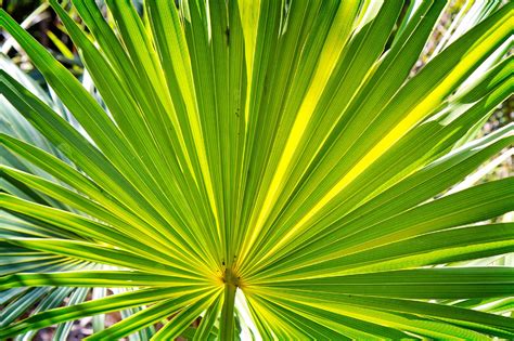 Palm Frond Flynngraphics