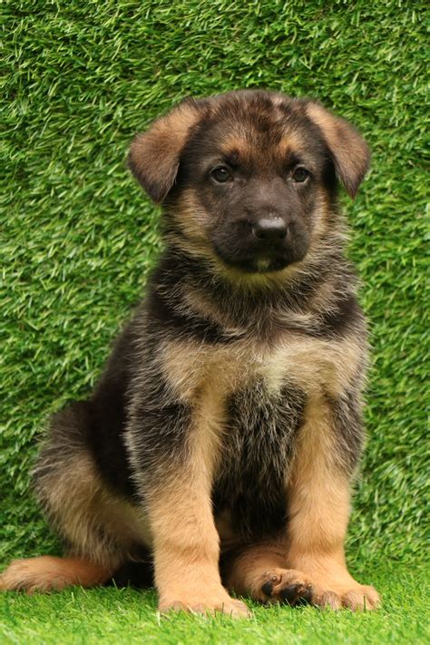 German Shepherd Puppy For Sale Delhi Ncr 100 Pure Breed Dav Pet Lovers