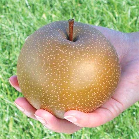9 of the best asian pear cultivars gardener s path
