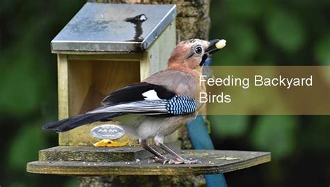 What Everyone Should Know About Feeding Backyard Birds