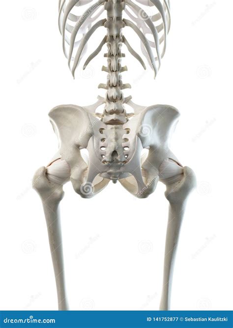 A Females Skeletal Hip Stock Illustration Illustration Of Column