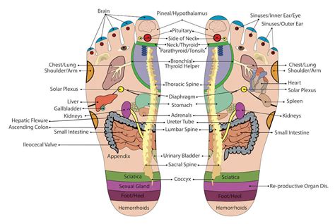 Foot Pressure Points Reflexology Chart A Visual Reference Of Charts Chart Master