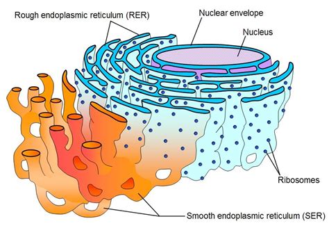 Endoplasmic Reticulum A Network Of Membranous Tubules Within The