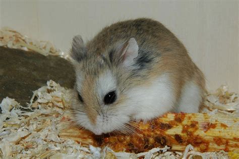 Everything You Need To Know About Roborovski Hamsters Behavior Diet