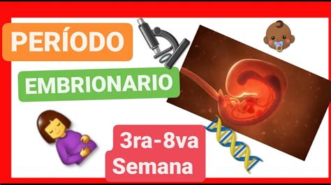PerÍodo Embrionario De La Tercera A La Octava Semana 📚 OrganogÉnesis