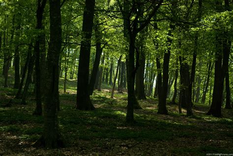 Free Big Forest Pictures | High Resolution Images