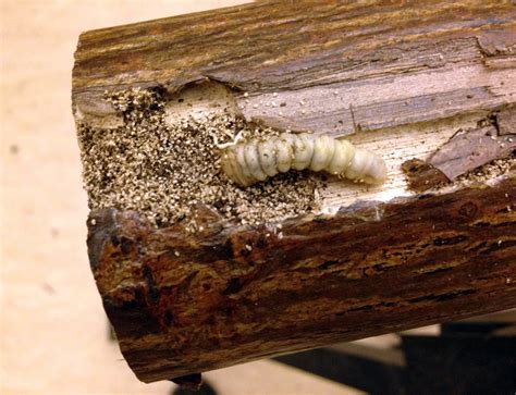 Bugs From China Hiding In Your Furniture Take A Look Mpr News