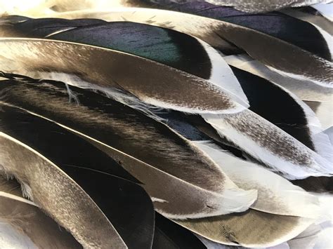 Bulk 50pcs Natural Duck Mallard 12 15cm Feathers Diy Craft Millinery