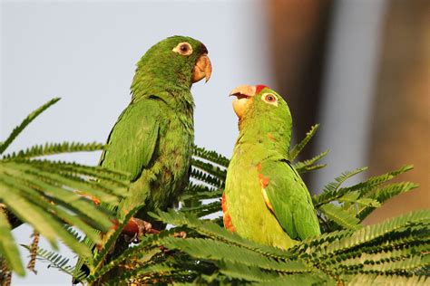 Crimson Fronted Parakeet Psittacara Finschi Costa Rica