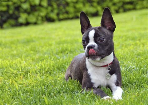 Boston Terrier Pictures Information Temperament Characteristics