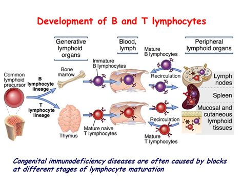 Lecture Outline The Nomenclature Of Immunology Ppt Video Online Download
