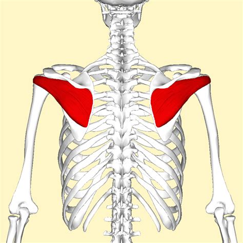 Infraspinatus Muscle Muscle Anatomy Muscle