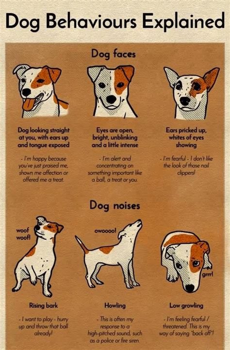 A Chart That Will Help You Finally Understand Your Dog Dog Noises