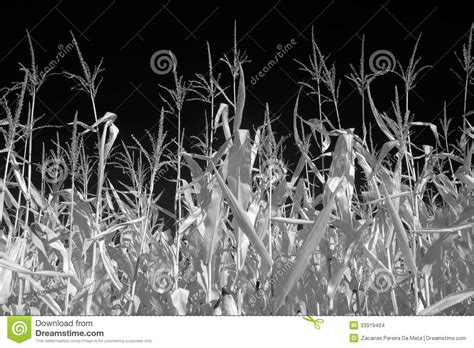 Campo Di Grano In Bianco E Nero Fotografia Stock Immagine Di