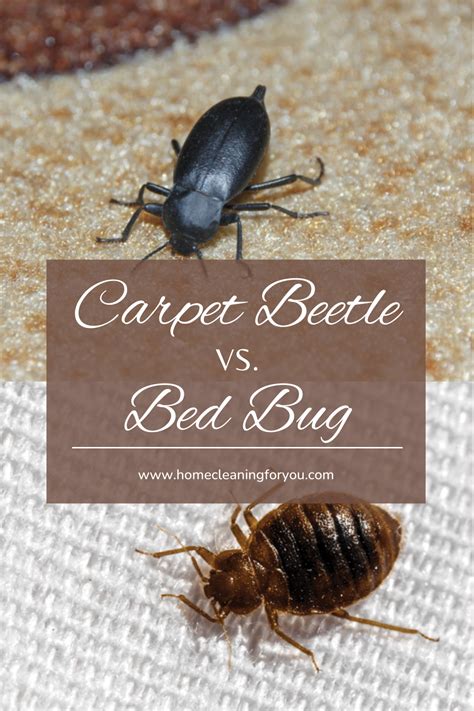 Carpet Beetle Vs Bed Bug How To Tell The Difference 2024
