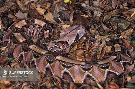 Gaboon Viper Snake Camouflaged On Leaves Bitis Gabonica Captive