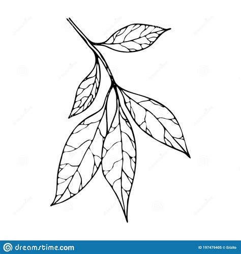 Vector Contour Leaf Stock Vector Illustration Of Leaves 197479405