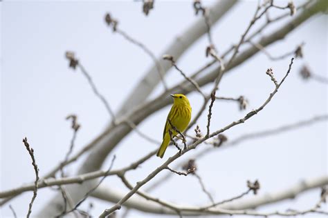 Images Gratuites La Nature Branche Neige Hiver Oiseau Fleur