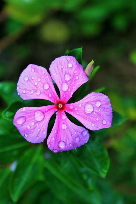 Pink Periwinkle With Waterdrops Free Stock Photo Public Domain Pictures