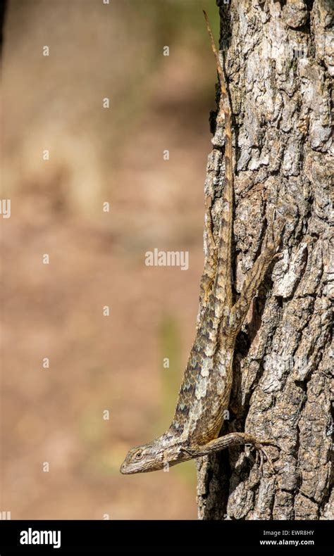Texas Spiny Lizard Sceloporus Olivaceus On Side Of Tree Using Its