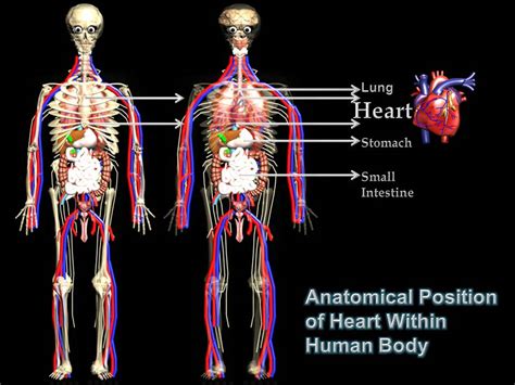 Subhaditya Infoworld Human Heart Unique Pumping Muscle Of Human Body