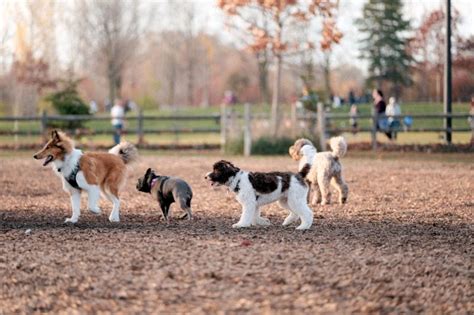 13 Best Dog Parks In Nyc