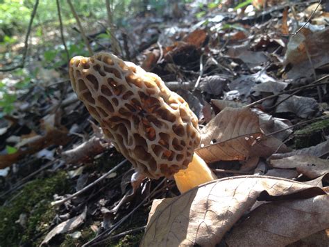 How to Spot and Identify Morel Mushrooms : 5 Steps (with Pictures ...