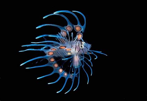 A Juvenile Lionfish By Florida Photographer Steven Kovacsis Captured