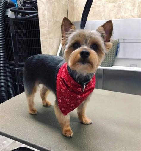 33 Yorkshire Terrier Mixes Cool Yorkshire Terrier Cross Breeds Anyone