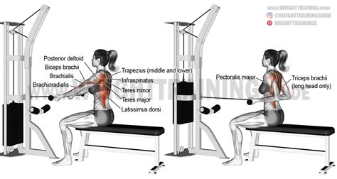 Straight Back Underhand Cable Row A Compound Exercise Target Muscle None The Back In General