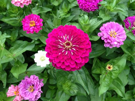 Springtime in georgia means warmer temperatures, blooming flowers, and…strawberry season! Benary Giant Zinnia... best flower ever! A must for ...