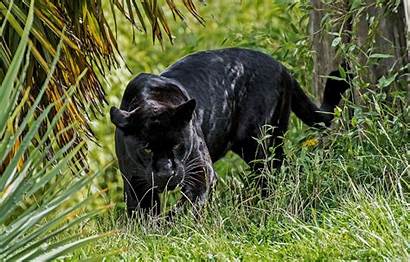Panther Cat Wild Jaguar Pantera Predator Looks