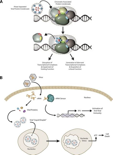 The Model For Viral Protein Interference With Gene Regulatory Network