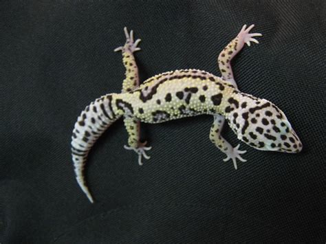 Reptile starter kits will be outgrown quickly, so when purchasing new equipment it's better to get a large enclosure at the outset. mack snow jungle leopard gecko | SuperiorMorphs
