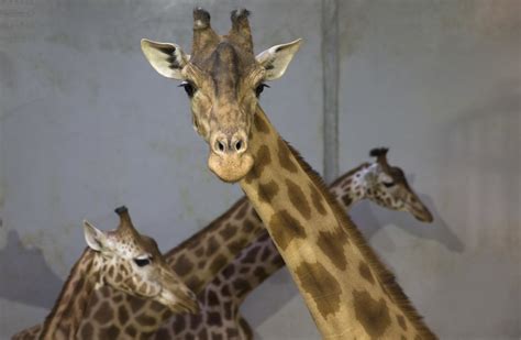 April The Giraffe Live Stream Animal Gets Closer To Giving Birth Ibtimes