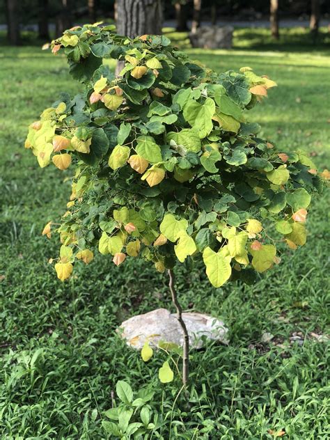 I cant wait to see them bloom in spring. My Rising Sun Redbud : gardening