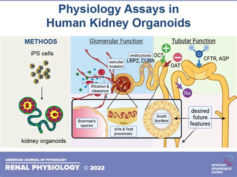 Physiology Assays In Human Kidney Organoids American Journal Of