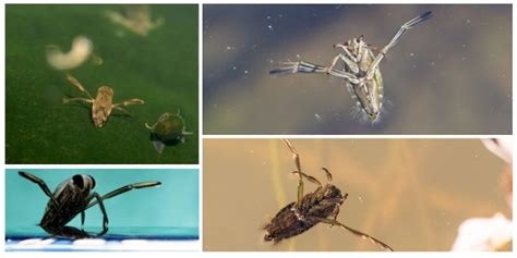 Different Types Of Swimming Pool Bugs How To Get Them Out