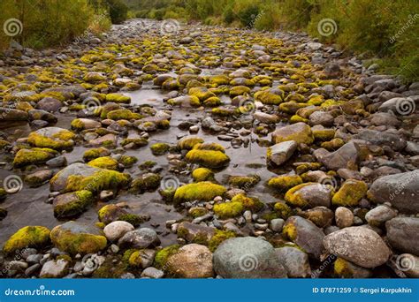 Moss On River Stones In The Dry Riverbed Stock Image Image Of